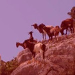 Dimisión de los responsables de la muerte a tiros de las cabras de Es Vedrà (Ibiza)