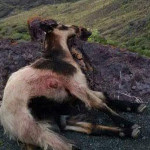 STOP matanza de cabras en Gran Canaria